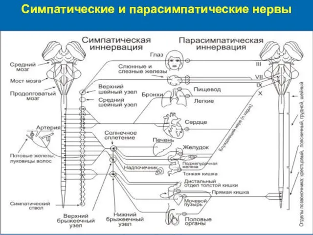 Симпатические и парасимпатические нервы