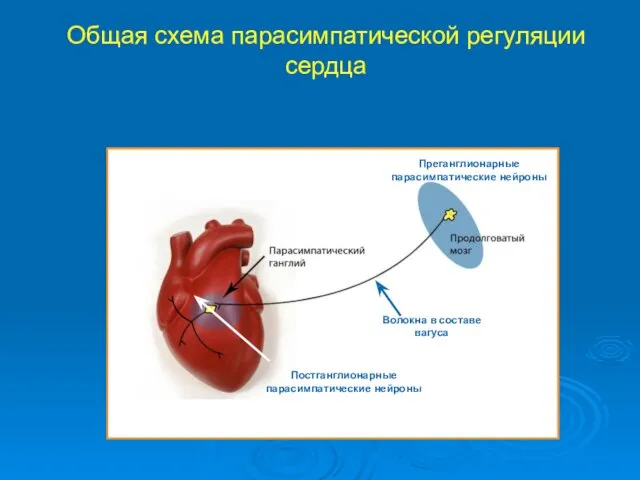 Общая схема парасимпатической регуляции сердца Волокна в составе вагуса Постганглионарные парасимпатические нейроны Преганглионарные парасимпатические нейроны