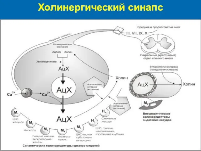 Холинергический синапс