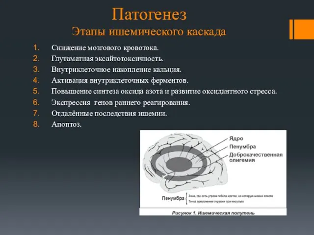 Патогенез Этапы ишемического каскада Снижение мозгового кровотока. Глутаматная эксайтотоксичность. Внутриклеточное