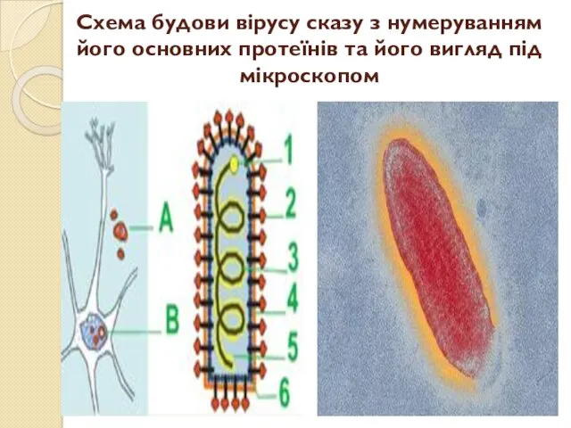 Схема будови вірусу сказу з нумеруванням його основних протеїнів та його вигляд під мікроскопом