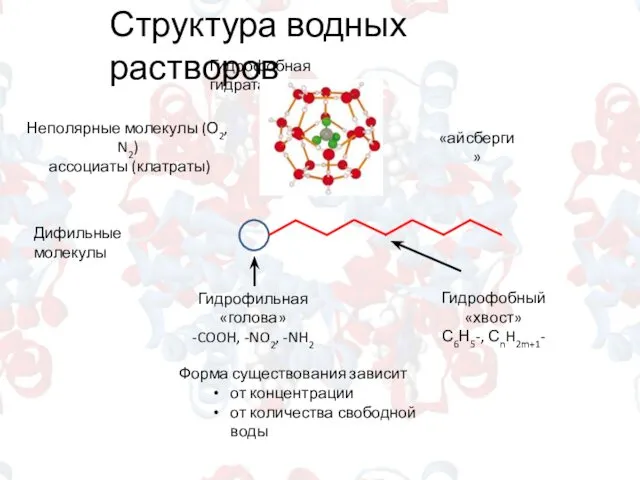 Структура водных растворов Гидрофобная гидратация Неполярные молекулы (О2, N2) ассоциаты (клатраты) «айсберги» Дифильные