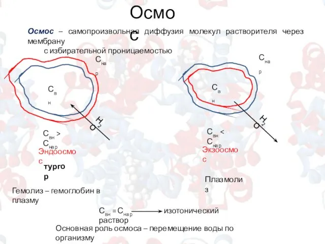 Осмос Осмос – самопроизвольная диффузия молекул растворителя через мембрану с избирательной проницаемостью Свн