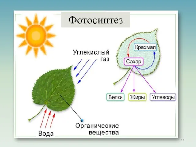 Фотосинтез