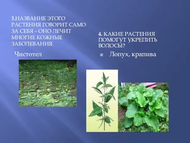 3.НАЗВАНИЕ ЭТОГО РАСТЕНИЯ ГОВОРИТ САМО ЗА СЕБЯ – ОНО ЛЕЧИТ