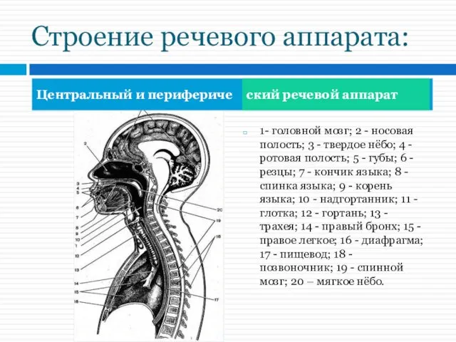 Строение речевого аппарата: 1- головной мозг; 2 - носовая полость;