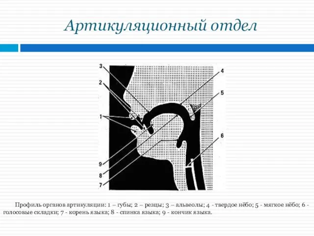 Артикуляционный отдел Профиль органов артикуляции: 1 – губы; 2 –