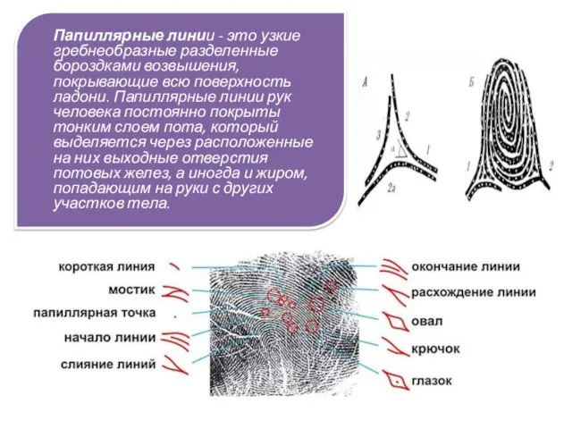 Папиллярные линии - это узкие гребнеобразные разделенные бороздками возвышения, покрывающие