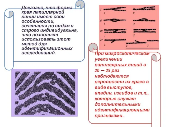 Доказано, что форма края папиллярной линии имеет свои особенности, сочетания