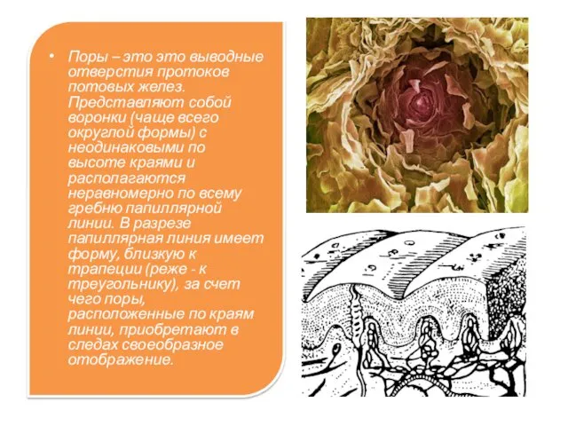 Поры – это это выводные отверстия протоков потовых желез. Представляют