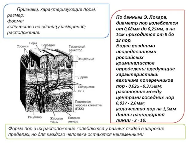 По данным Э. Локара, диаметр пор колеблется от 0,08мм до