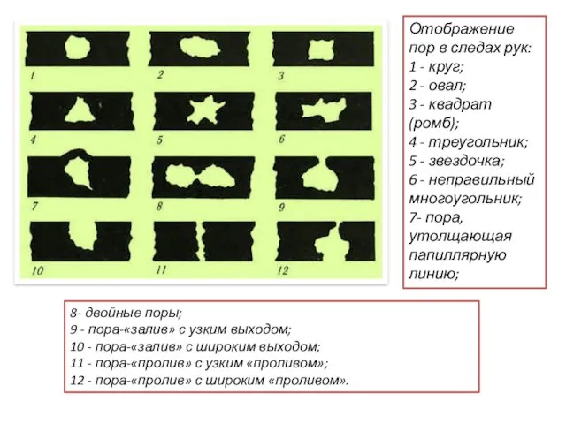 Отображение пор в следах рук: 1 - круг; 2 -