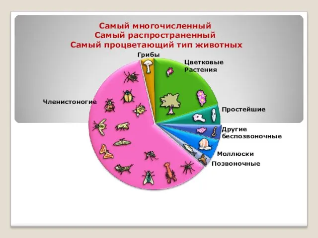 Самый многочисленный Самый распространенный Самый процветающий тип животных Цветковые Растения