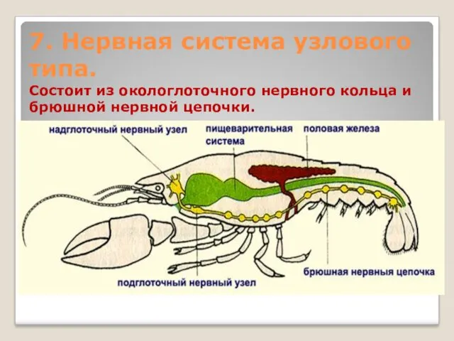 7. Нервная система узлового типа. Состоит из окологлоточного нервного кольца и брюшной нервной цепочки.