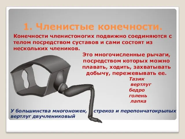 1. Членистые конечности. Конечности членистоногих подвижно соединяются с телом посредством