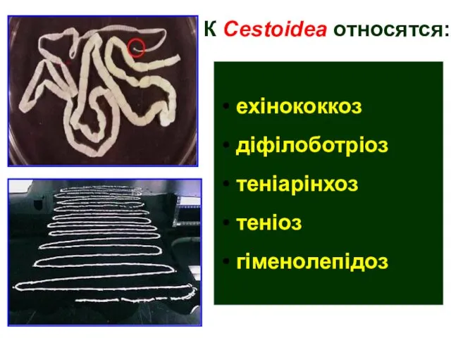 ехінококкоз діфілоботріоз теніарінхоз теніоз гіменолепідоз К Cestoidea относятся: