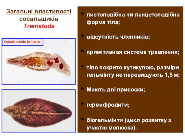 Загальні властивості сосальщиків Trematoda листоподібна чи ланцетоподібна форма тіла; відсутність