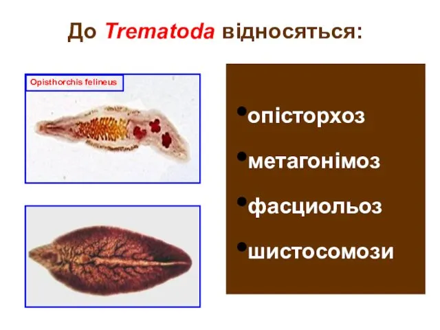 До Trematoda відносяться: опісторхоз метагонімоз фасциольоз шистосомози