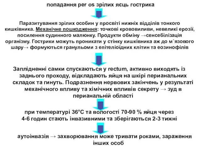 попадання per os зрілих яєць гострика Паразитування зрілих особин у