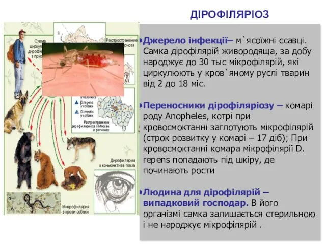 ДІРОФІЛЯРІОЗ Джерело інфекції– м`ясоїжні ссавці. Самка дірофілярій живородяща, за добу