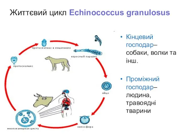 Життєвий цикл Echinococcus granulosus Кінцевий господар– собаки, волки та інш. Проміжний господар– людина, травоядні тварини