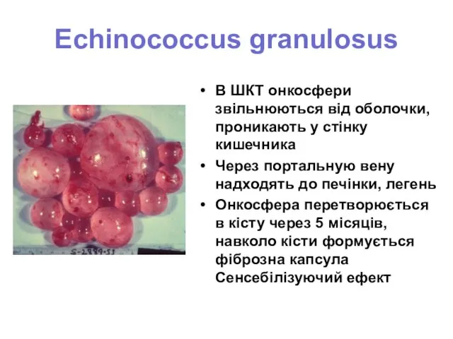 Echinococcus granulosus В ШКТ онкосфери звільнюються від оболочки, проникають у