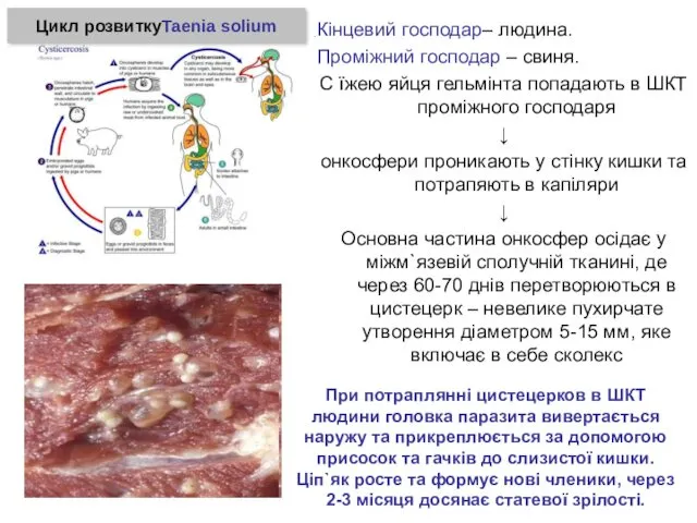 Кінцевий господар– людина. Проміжний господар – свиня. С їжею яйця