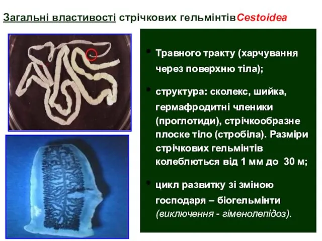 Травного тракту (харчування через поверхню тіла); структура: сколекс, шийка, гермафродитні