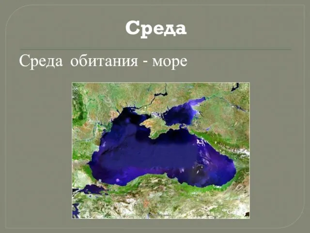 Среда Среда обитания - море