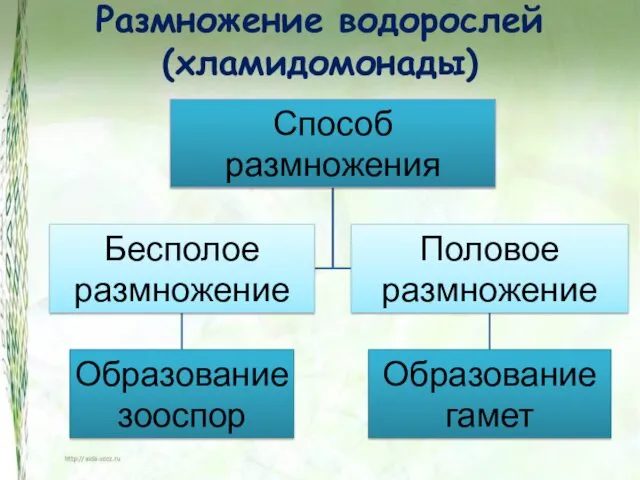 Размножение водорослей (хламидомонады)