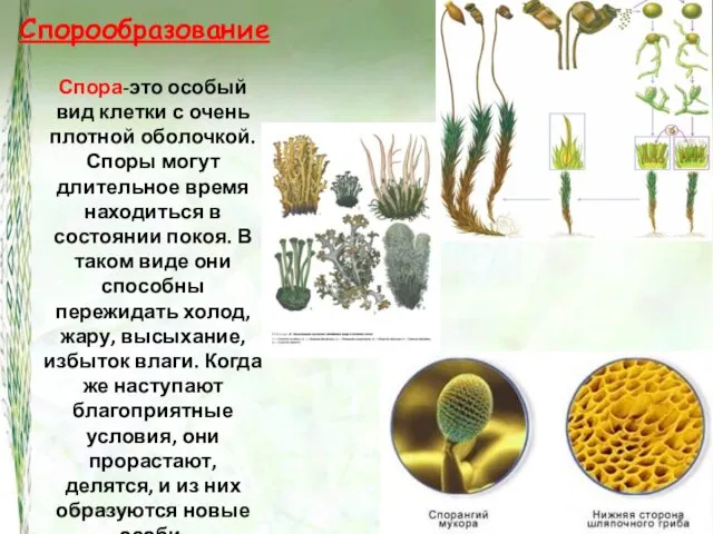 Спорообразование Спора-это особый вид клетки с очень плотной оболочкой. Споры могут длительное время