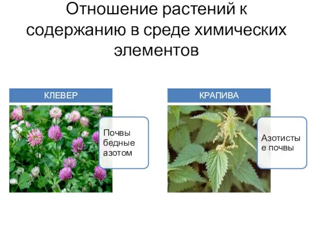 Отношение растений к содержанию в среде химических элементов