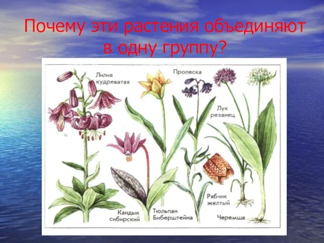 Почему эти растения объединяют в одну группу?