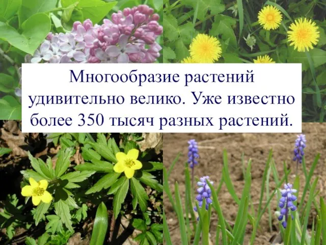 Многообразие растений удивительно велико. Уже известно более 350 тысяч разных растений.