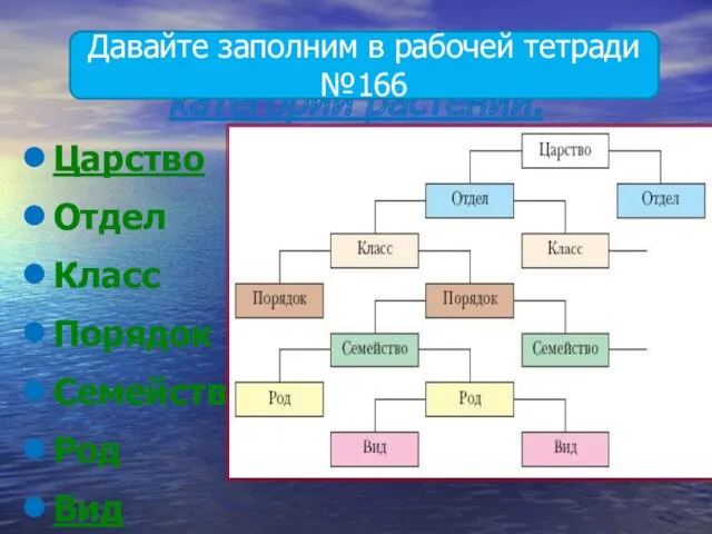 Основные систематические категории растений. Царство Отдел Класс Порядок Семейство Род