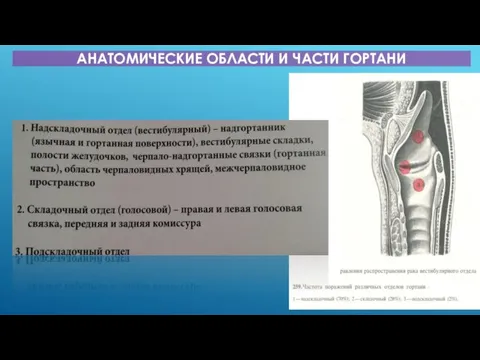 АНАТОМИЧЕСКИЕ ОБЛАСТИ И ЧАСТИ ГОРТАНИ