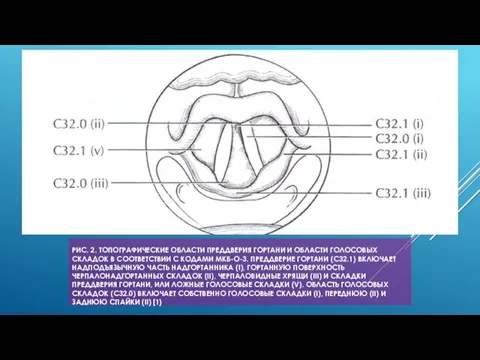 РИС. 2. ТОПОГРАФИЧЕСКИЕ ОБЛАСТИ ПРЕДДВЕРИЯ ГОРТАНИ И ОБЛАСТИ ГОЛОСОВЫХ СКЛАДОК