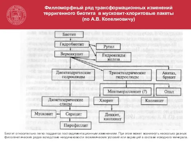 Филломорфный ряд трансформационных изменений терригенного биотита в мусковит-хлоритовые пакеты (по