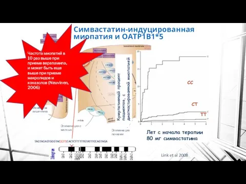 Элиминация с желчью Симвастатин-индуцированная миопатия и OATP1B1*5 Link et al 2008 Мембрана кишечника