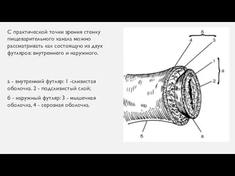 С практической точки зрения стенку пищеварительного канала можно рассматривать как