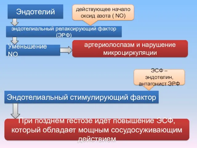 действующее начало оксид азота ( NO) Эндотелий эндотелиальный релаксирующий фактор