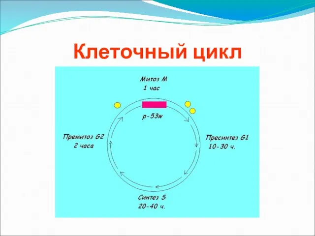 Клеточный цикл