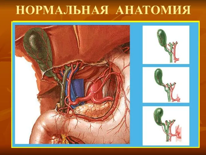 НОРМАЛЬНАЯ АНАТОМИЯ