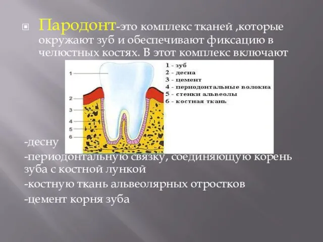 Пародонт-это комплекс тканей ,которые окружают зуб и обеспечивают фиксацию в челюстных костях. В