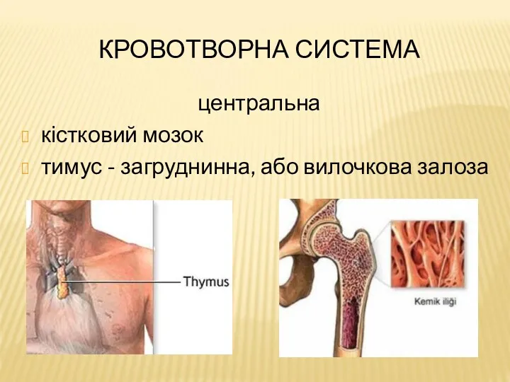 КРОВОТВОРНА СИСТЕМА центральна кістковий мозок тимус - загруднинна, або вилочкова залоза