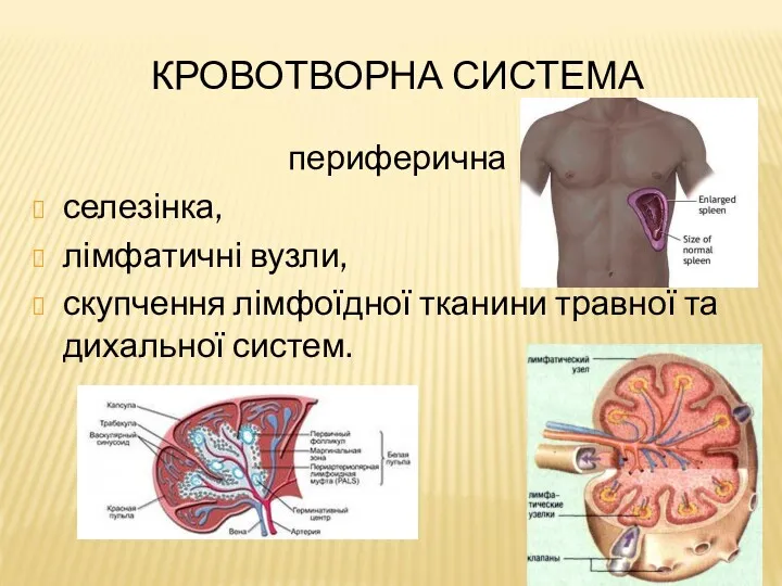 КРОВОТВОРНА СИСТЕМА периферична селезінка, лімфатичні вузли, скупчення лімфоїдної тканини травної та дихальної систем.