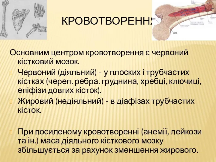 КРОВОТВОРЕННЯ Основним центром кровотворення є червоний кістковий мозок. Червоний (діяльний)