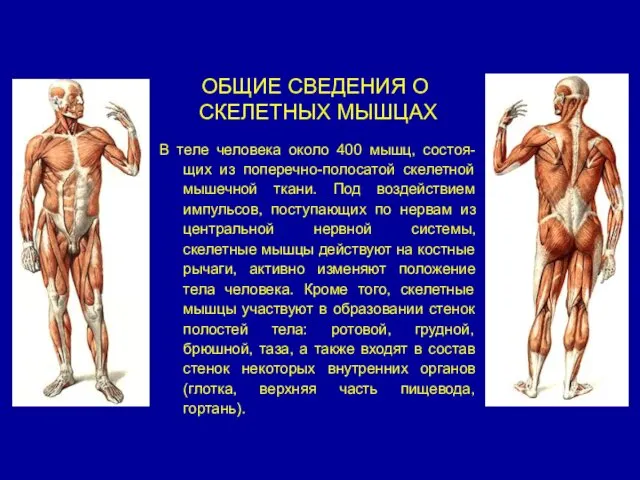 ОБЩИЕ СВЕДЕНИЯ О СКЕЛЕТНЫХ МЫШЦАХ В теле человека около 400