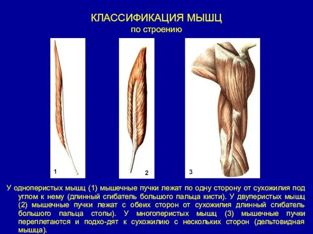 КЛАССИФИКАЦИЯ МЫШЦ по строению У одноперистых мышц (1) мышечные пучки