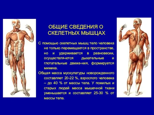 ОБЩИЕ СВЕДЕНИЯ О СКЕЛЕТНЫХ МЫШЦАХ С помощью скелетных мышц тело